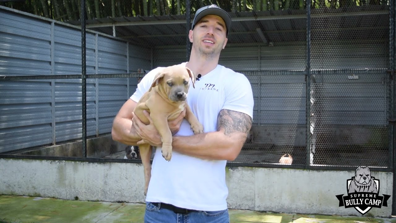 Les presento la camada de Magno x Valkiria! 777 Supreme Bully Camp