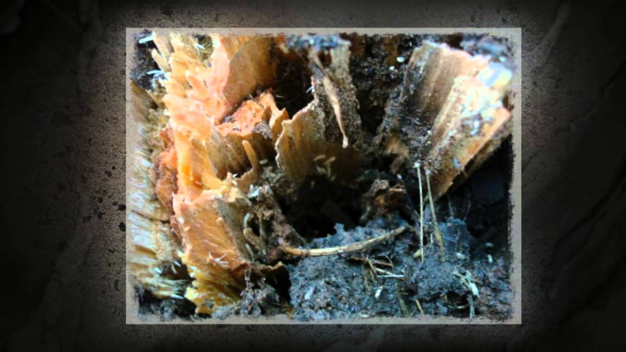 Termite Treatments Hurst TX 76053 Termite Control