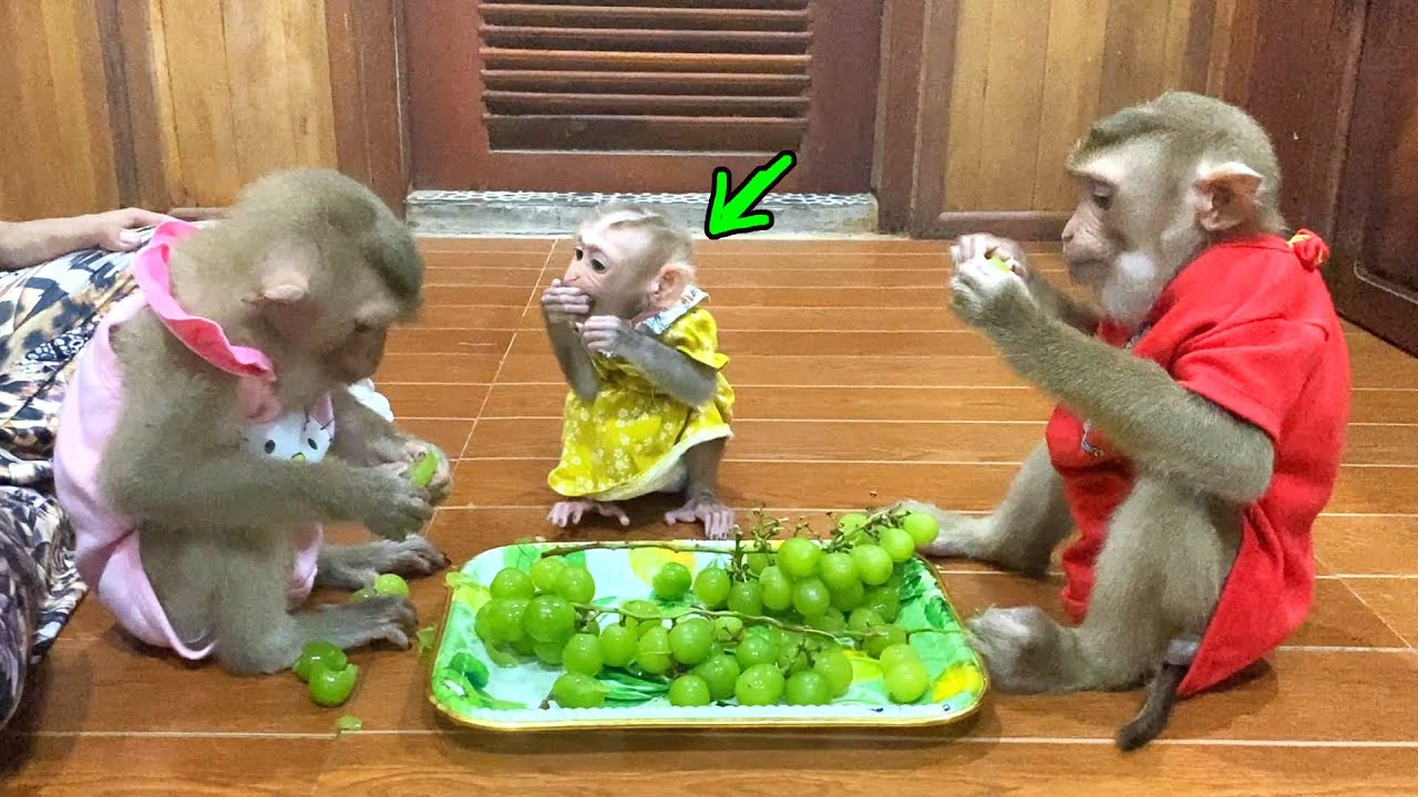 Jessie Surely Enjoy The Noon Snack With Her Big Sister JJ's