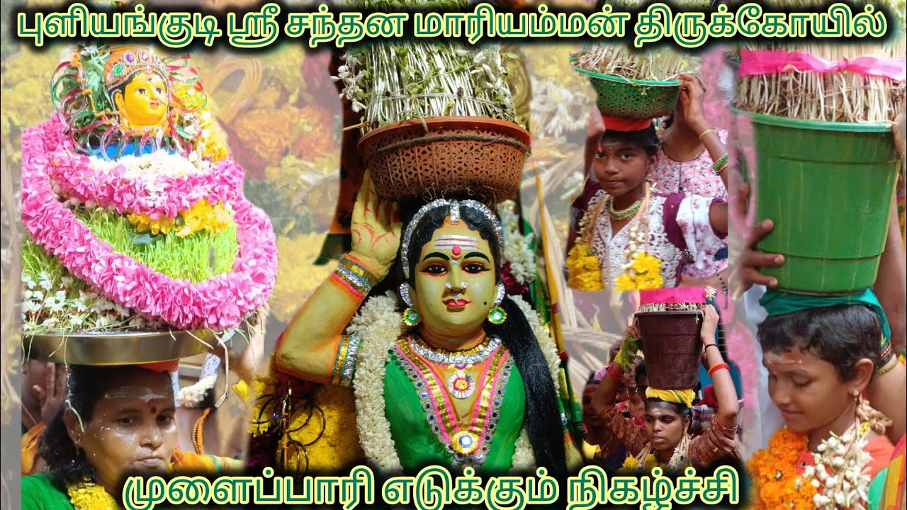 #புளியங்குடி ஸ்ரீ சந்தன மாரியம்மன் திருக்கோயில் முளைப்பாரி எடுக்கும் நிகழ்ச்சி #நாள்தோறும்ஓர்ஆலயம்