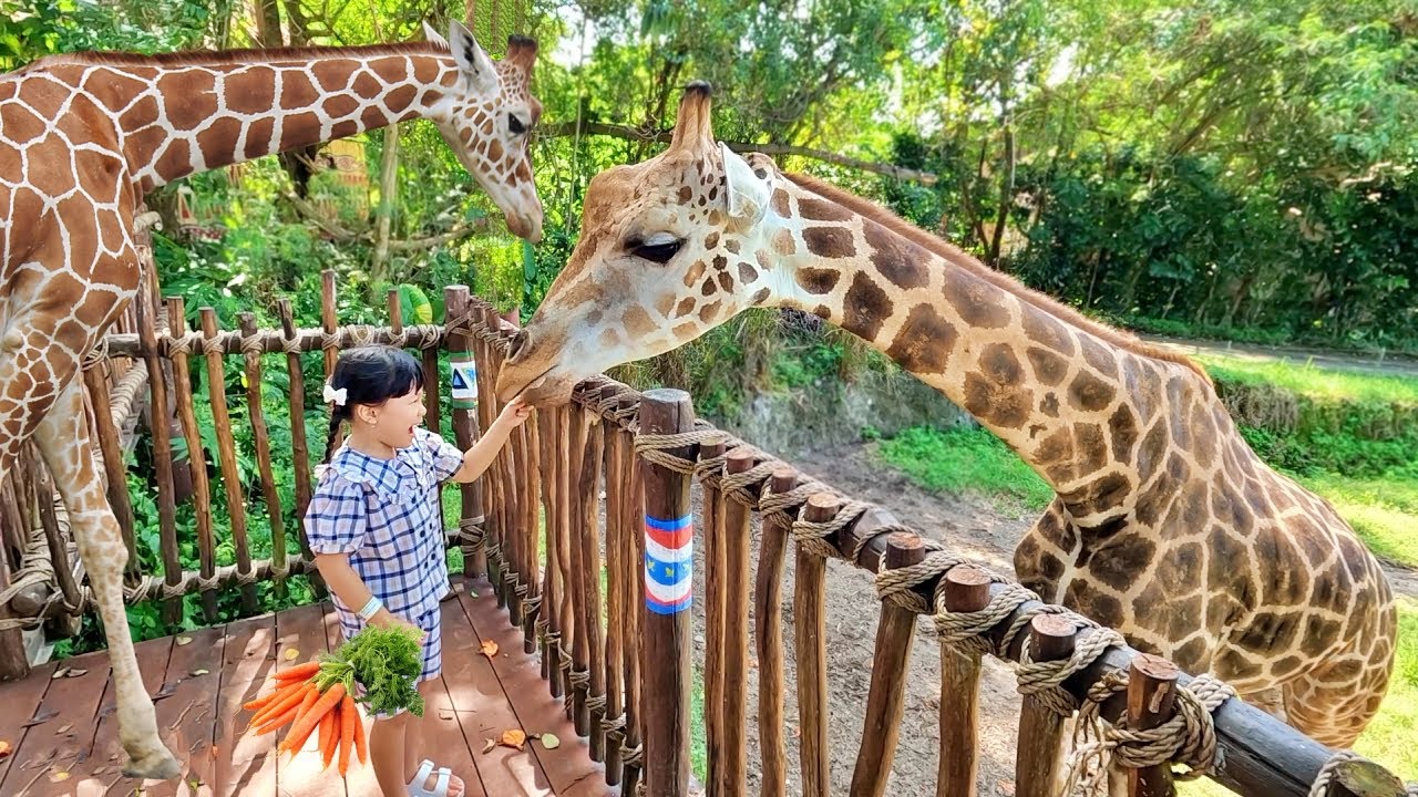 Kasih Makan Jerapah dan Pertunjukan Burung di Bali Safari - Mengenal Binatang untuk Anak