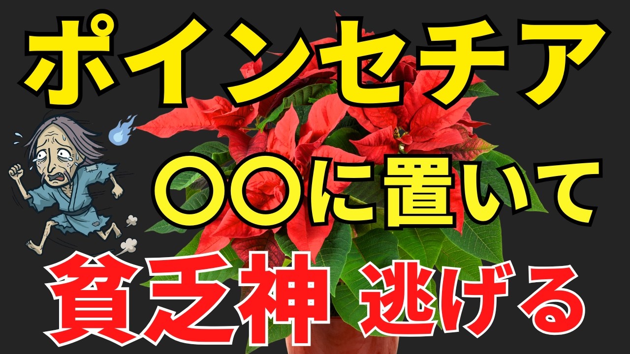ポインセチアをココに置くと邪気払い【風水アドバイザーが解説します】