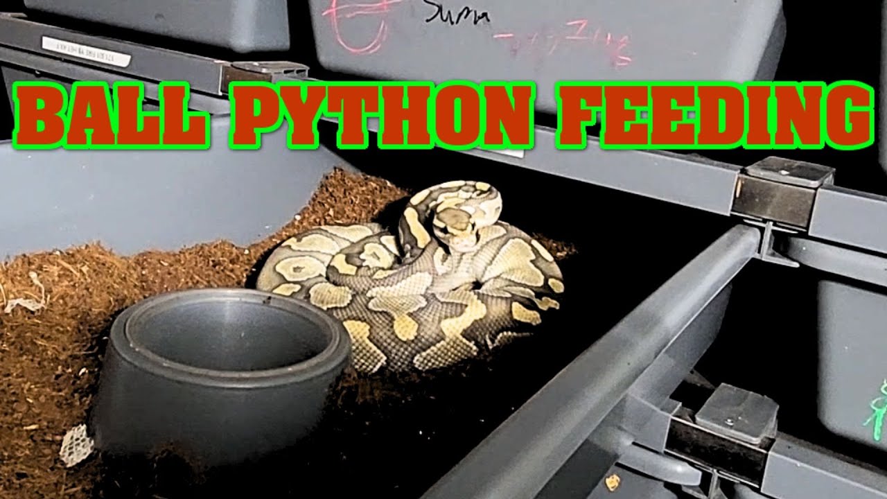 Let's FEED SOME SNAKES!!!!  (yes, live feed)