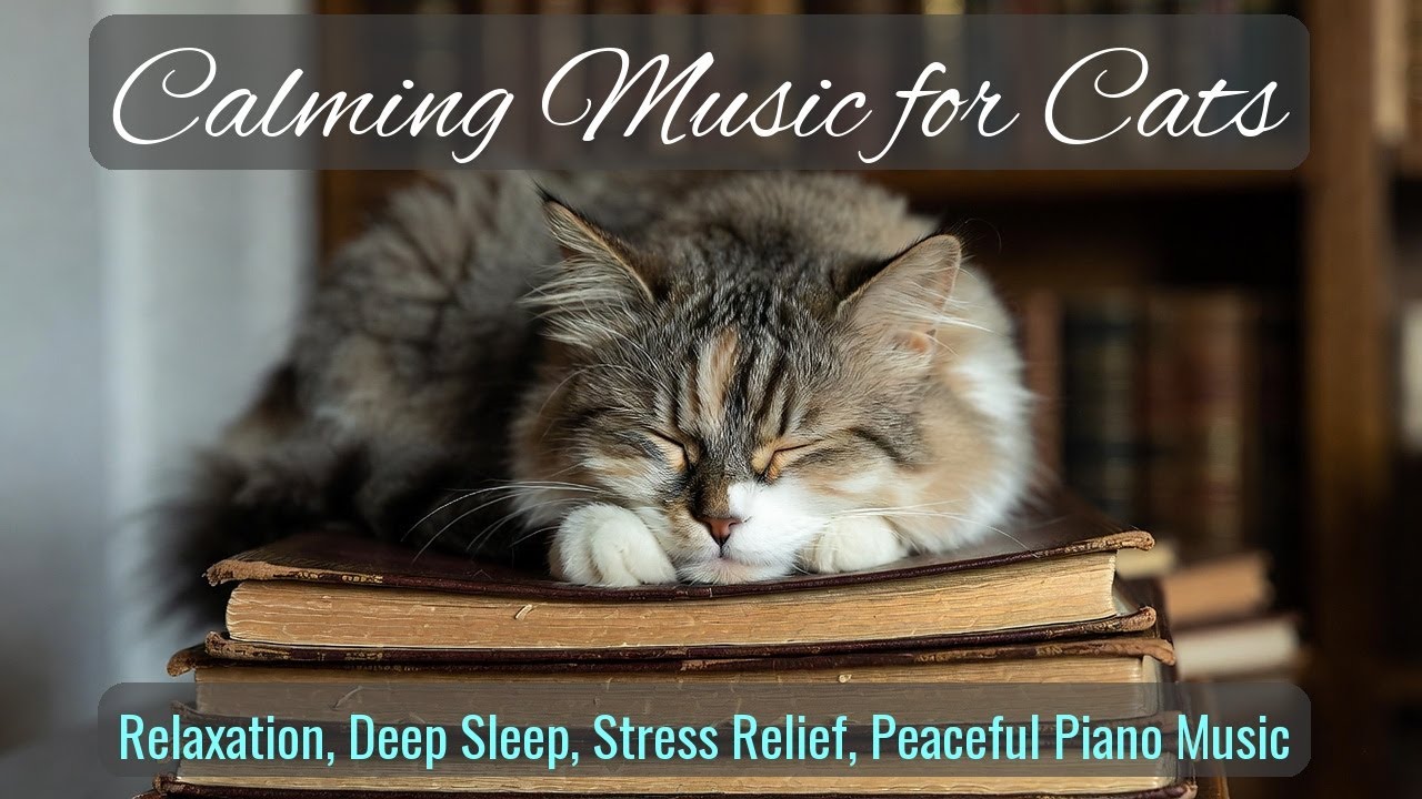 LIVE 🐾 Warm Night Sounds for Cozy Cats 😴 | Season 64
