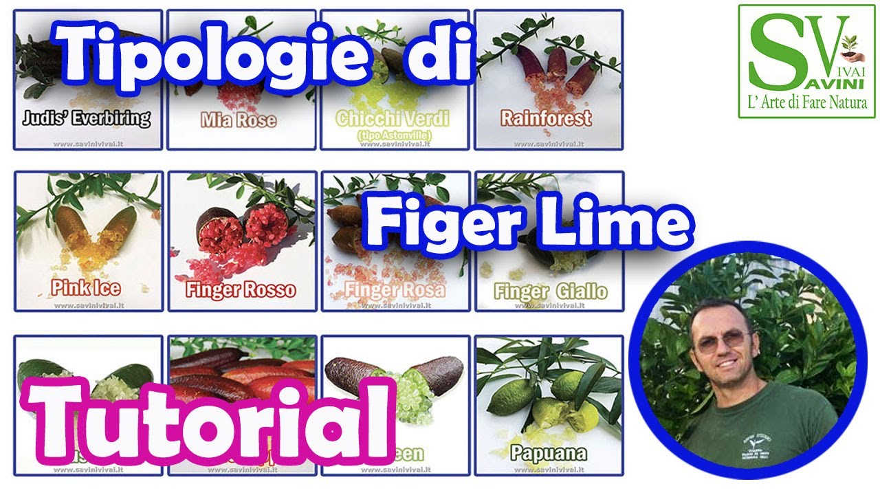 Come coltivare il Finger lime e le qualit&agrave; che ci sono in commercio