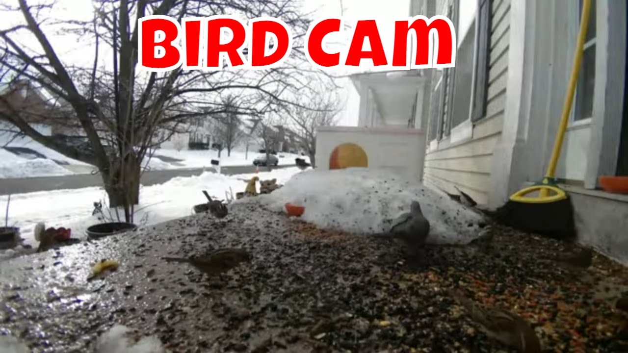 Live Bird Ambience  Cam For Wednesday! 🦝🦌🦊🐦😻