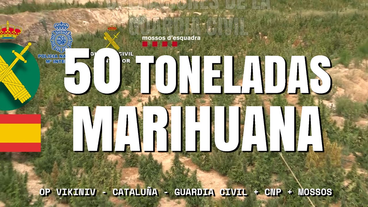 Incautadas +50 toneladas de marihuana al desmantelar ocho plantaciones en dos provincias catalanas