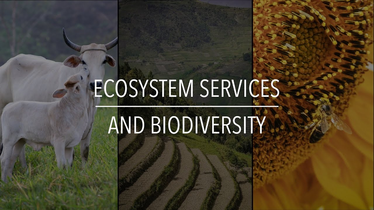 FAO Policy Series: Ecosystem Services and Biodiversity