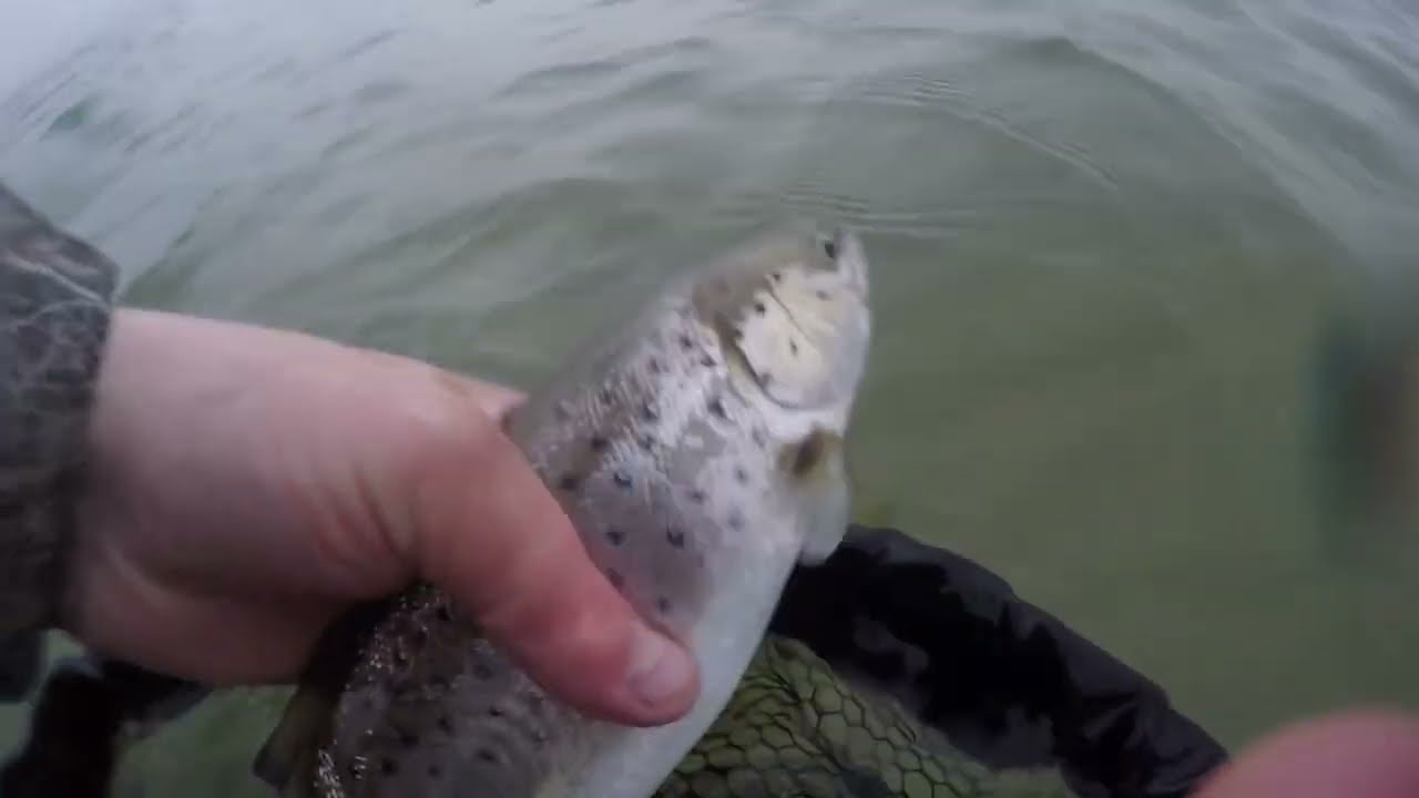MORSKIE TROCIE 2025 / SEA TROUT START SEASON
