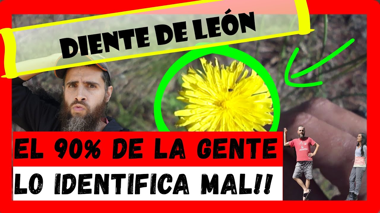 Como Identificar Diente de leon || Comparaci&oacute;n con la RUCULA , ACHICORIA y CERRAJA