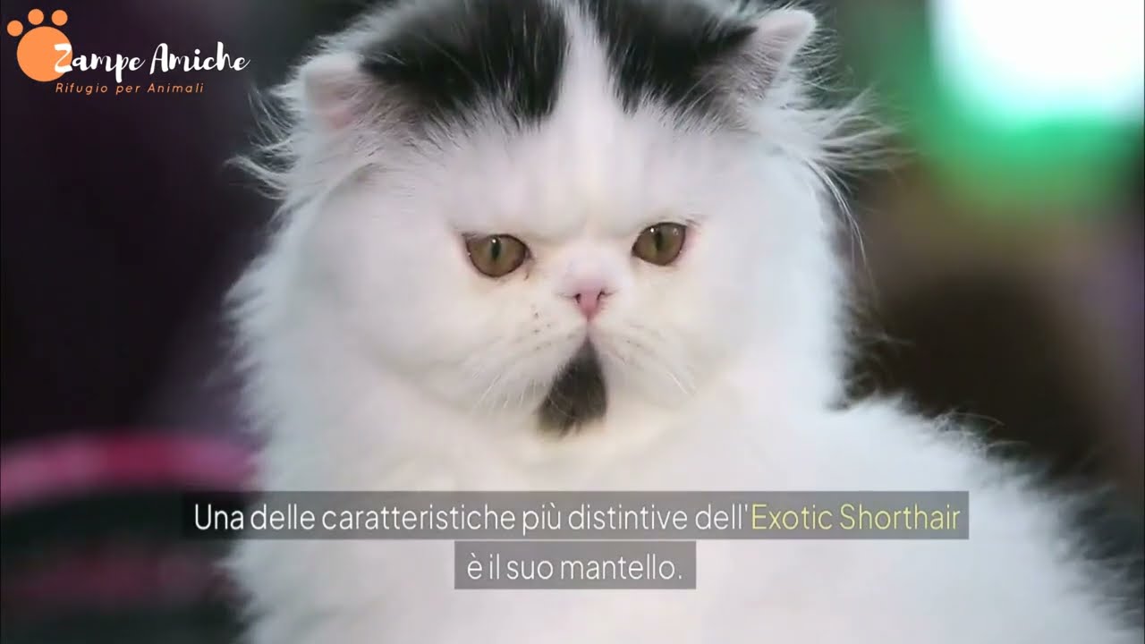 Exotic Shorthair: Il Gatto Dal Musetto Tenero e Personalità Affascinante | Guida Completa