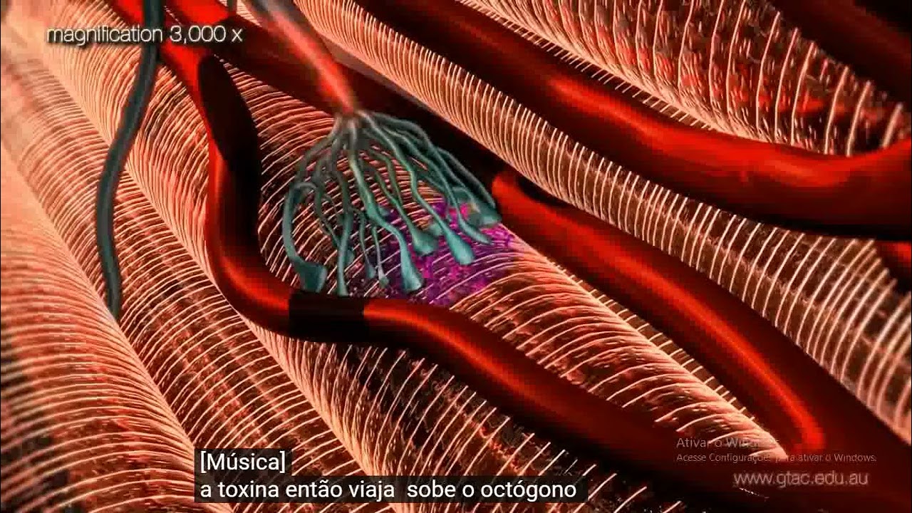 T&eacute;tano / Clostridium tetani  - Anima&ccedil;&atilde;o 3D