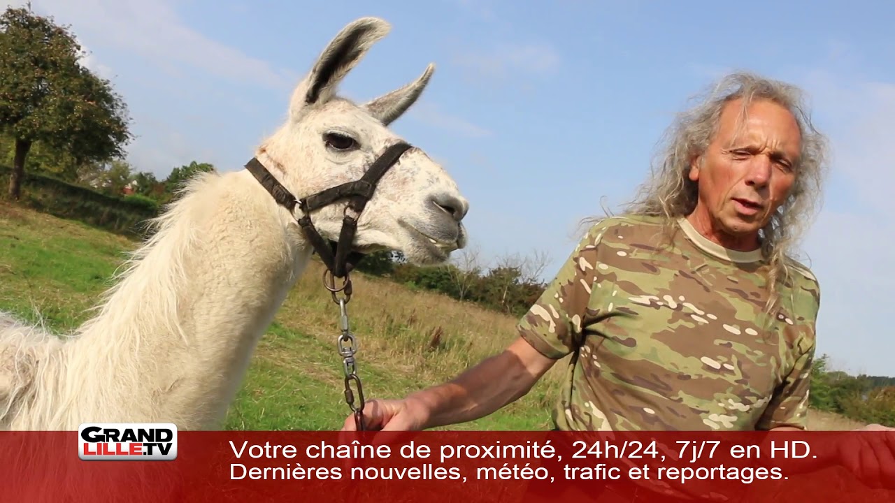 Rencontre avec un &eacute;leveur passionn&eacute; par les lamas..