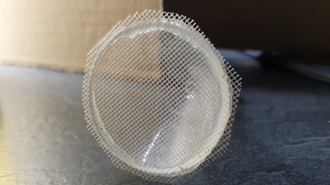 Trennen von erwachsenen Artemien und Nauplien.