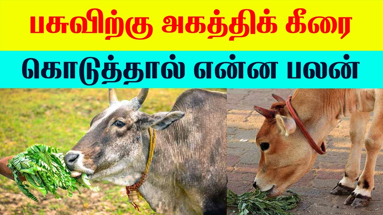 பசுவிற்கு அகத்திக் கீரை கொடுத்தால் என்ன பலன் |Indian Astrology Predictions| T Tamil Technology