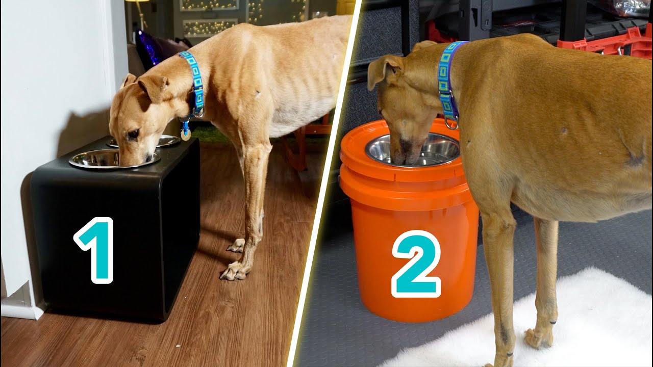 DIY Elevated Dog Bowl Ideas