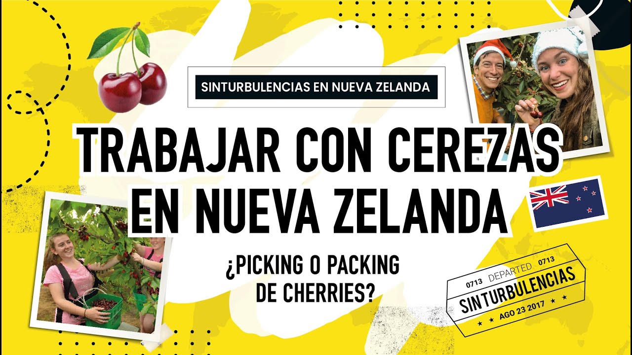 Trabajar con CEREZAS en NUEVA ZELANDA 🍒 - Picking o Packing de cherries? Cuánto dinero se gana?💰