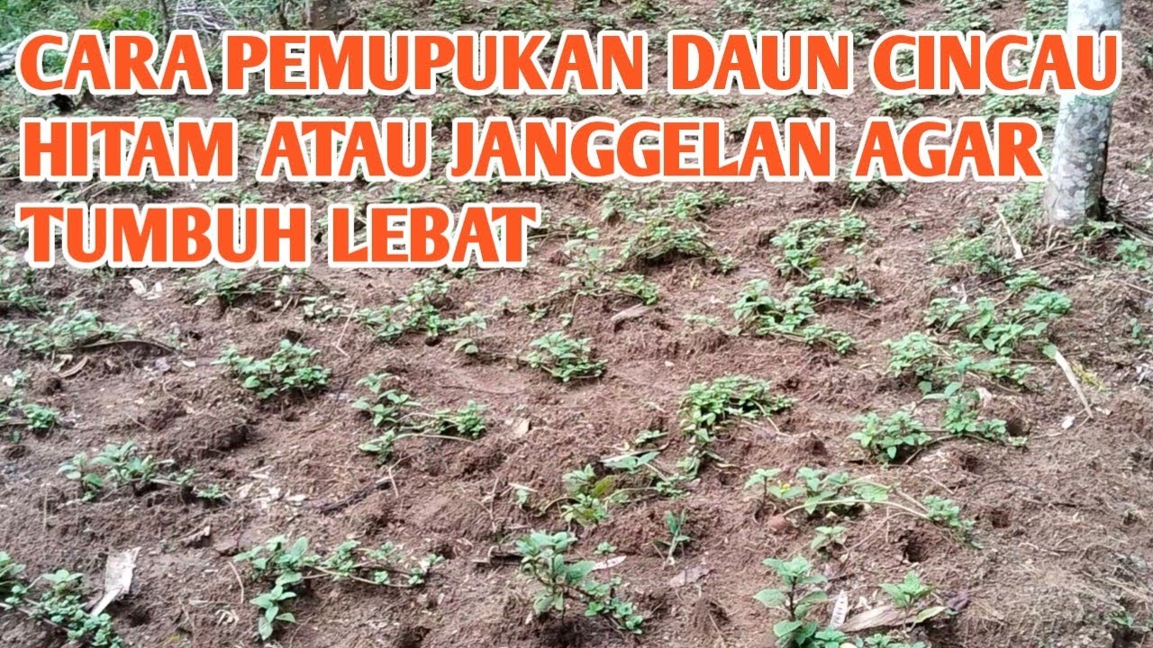 CARA PEMUPUAN CINCAU HITAM ATAU JANGGELAN AGAR TUMBUH LEBAT