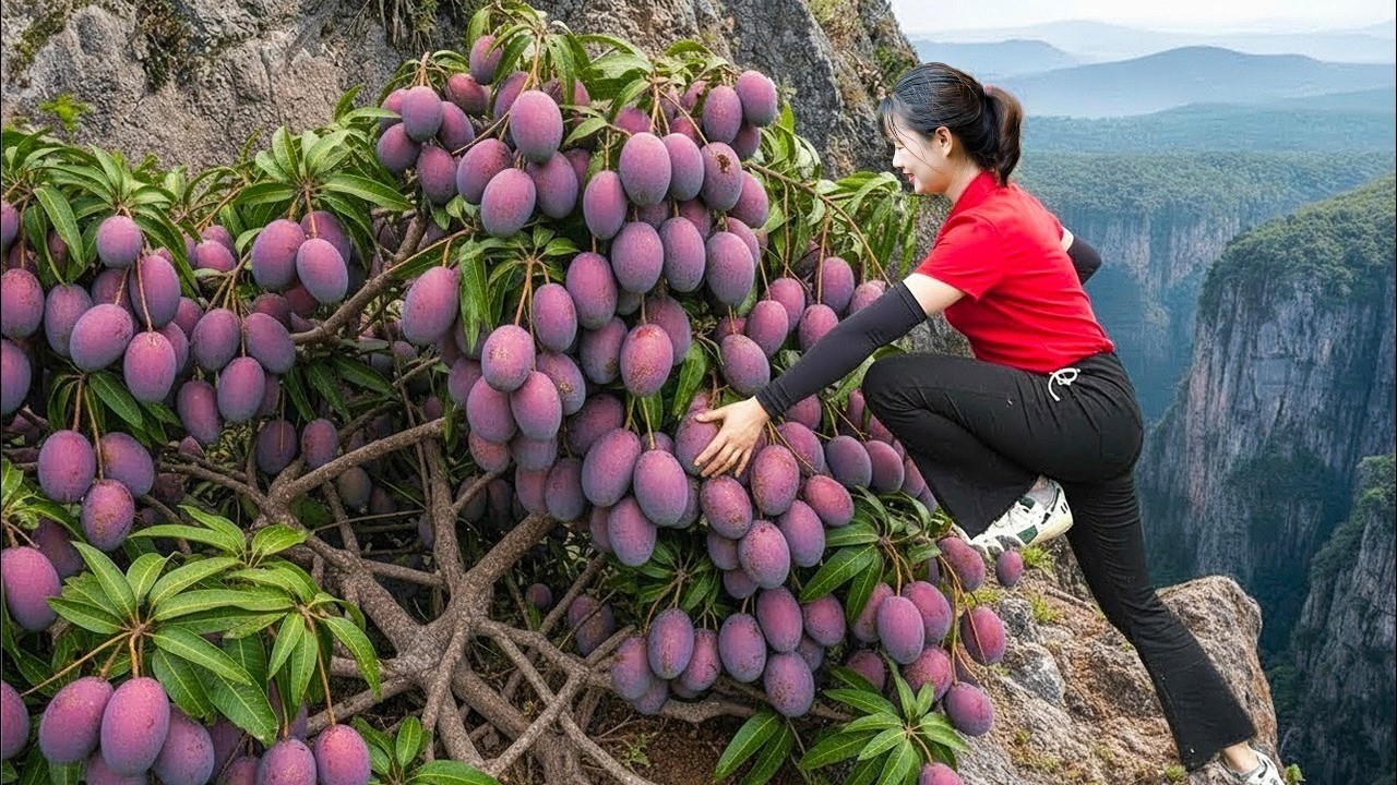 TRABALHO PERIGOSO! Colheita no Penhasco + Venda 1000+ MANGAS ROXAS? | Fruta &ldquo;DE OUTRO PLANETA&rdquo;