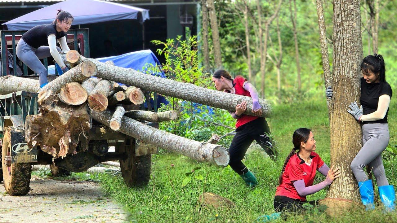Agricultural vehicles, how two sisters bought a big tree from the richest homeowner in the village 