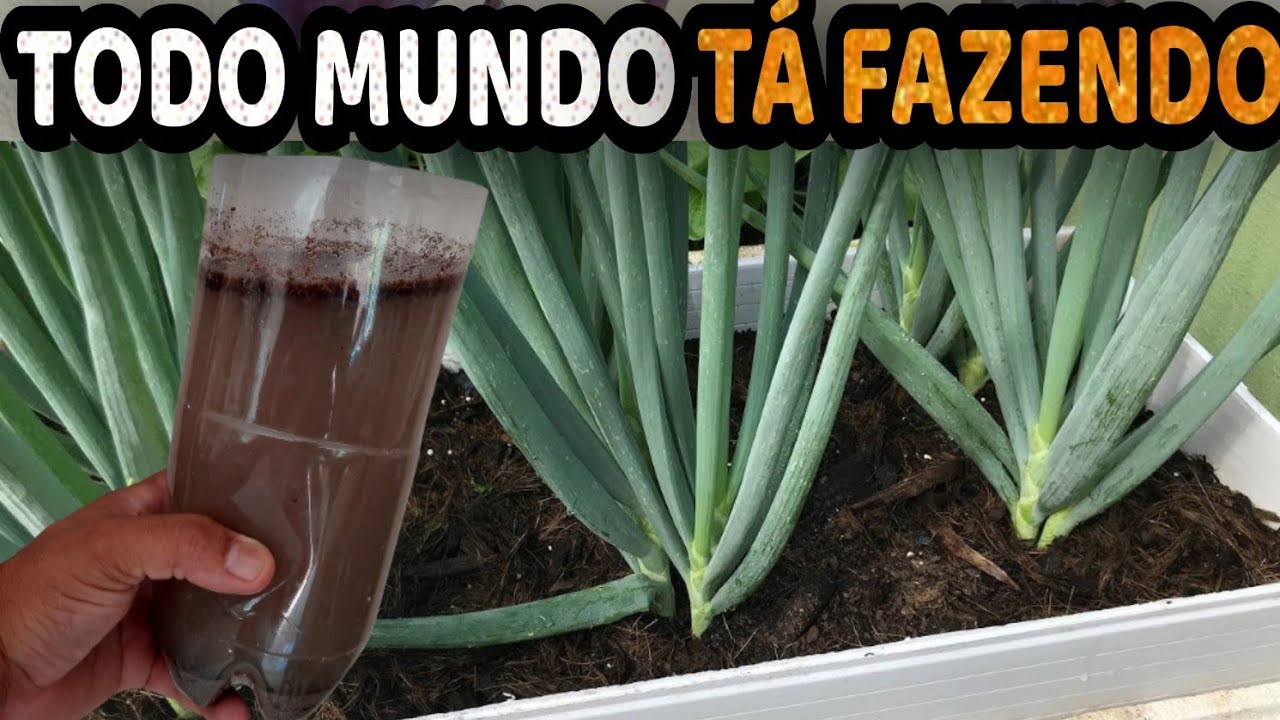 ADUBO BOMBA!! Faça Sua Cebolinha Engrossar MUITO com Esse Adubo Natural