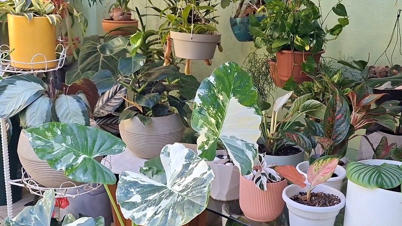 PLANTAS com FOLHAS COLORIDAS para JARDIM de sombra ou meia sombra 