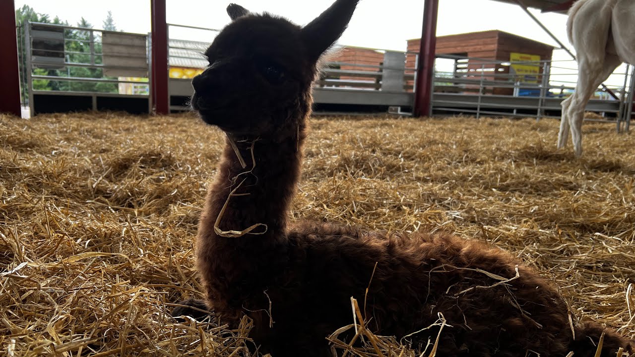 Another new born at Dalscone 😍 but it’s not all good news… we welcome in one life and say goodbye