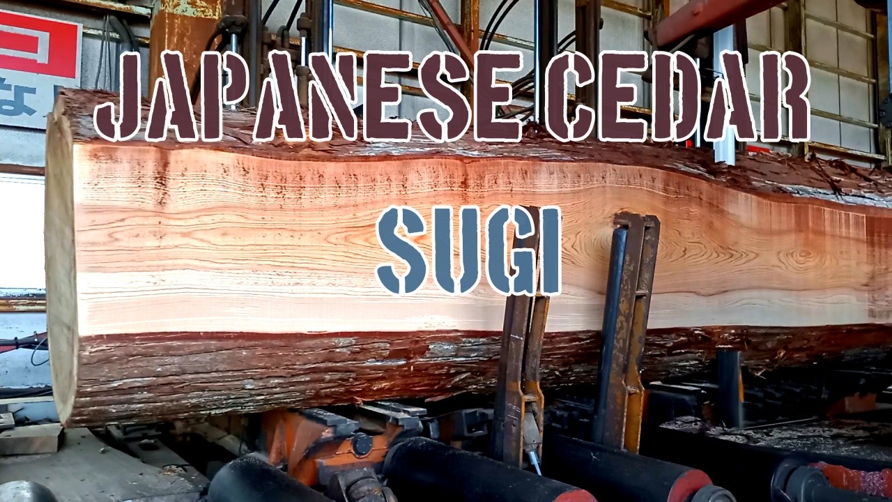 5m・杉・Japanese Cedar SUGI