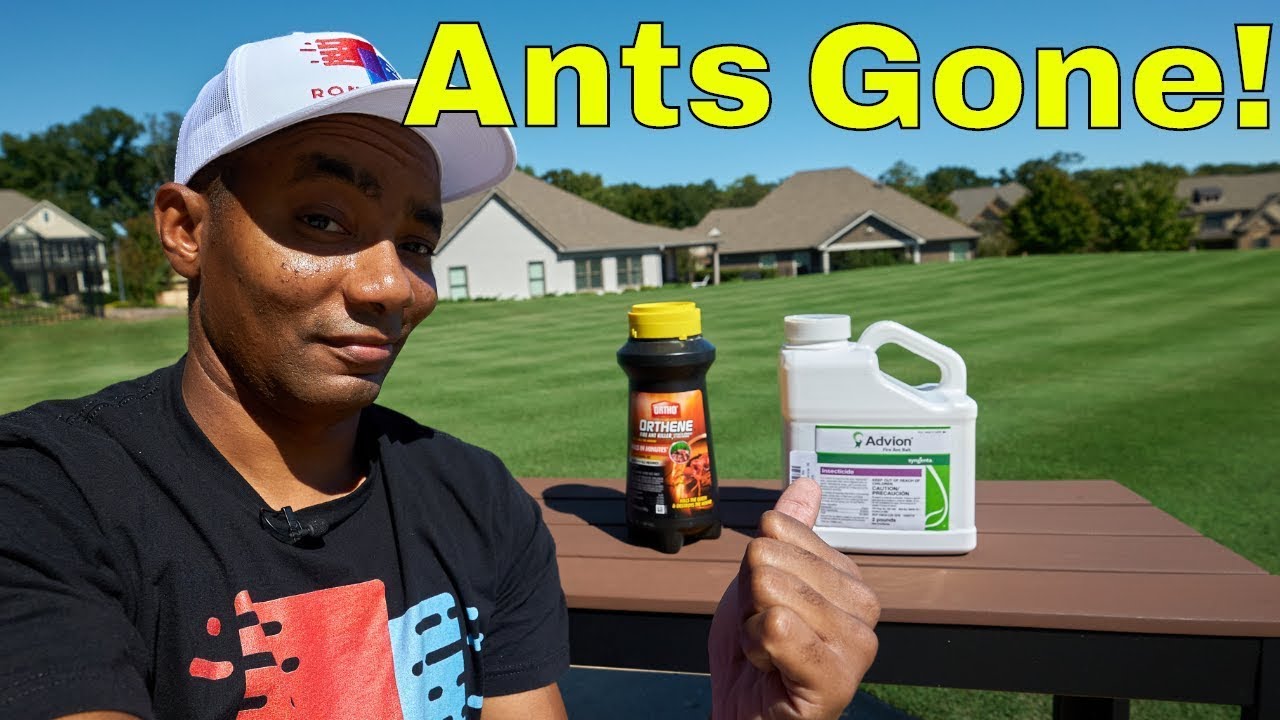 How to Get Rid of Fire Ants in Your Yard - 2 Easy Options