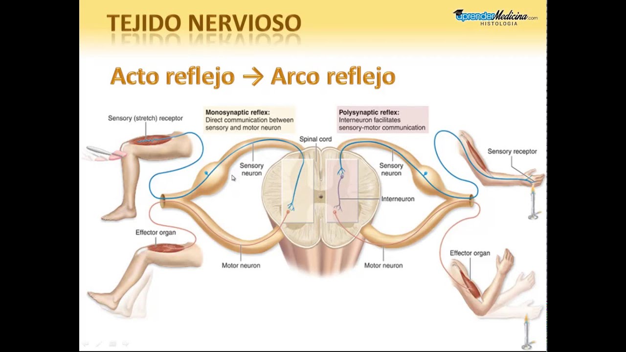 7  Arco reflejo y consideraciones