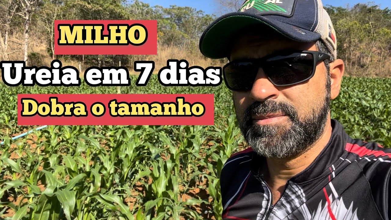 RESULTADO SETE DIAS APÓS APLICAÇÃO DE UREIA NO MILHO
