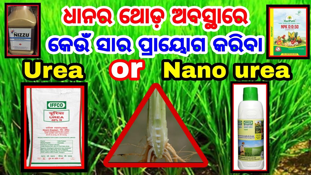 ଧାନର ଥୋଡ଼ ଅବସ୍ଥା ରେ କେଉଁ ସାର ପ୍ରୟୋଗ କରିବା Urea ନା NANO Urea