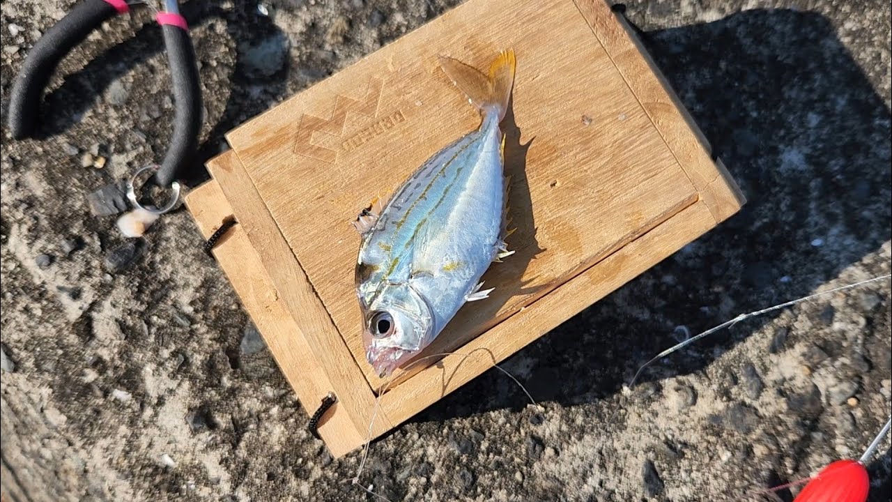 【Vlog】魚と自然多めの日々⑩　～防府行ったり宇部行ったりカマキリにモテたり～