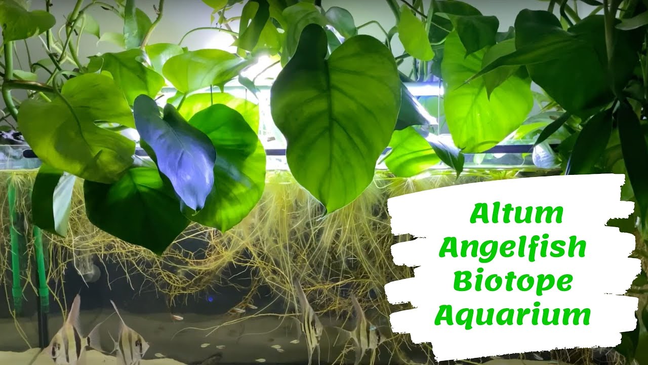 Life in the Altum Angelfish Biotope Aquarium