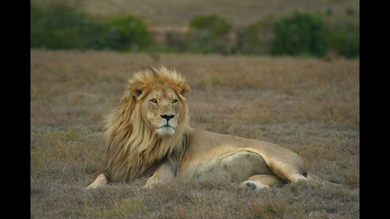 lion sounds vol 14