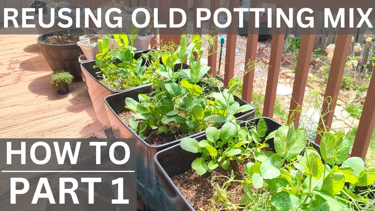 How to reuse old potting mix for containers  - PART 1