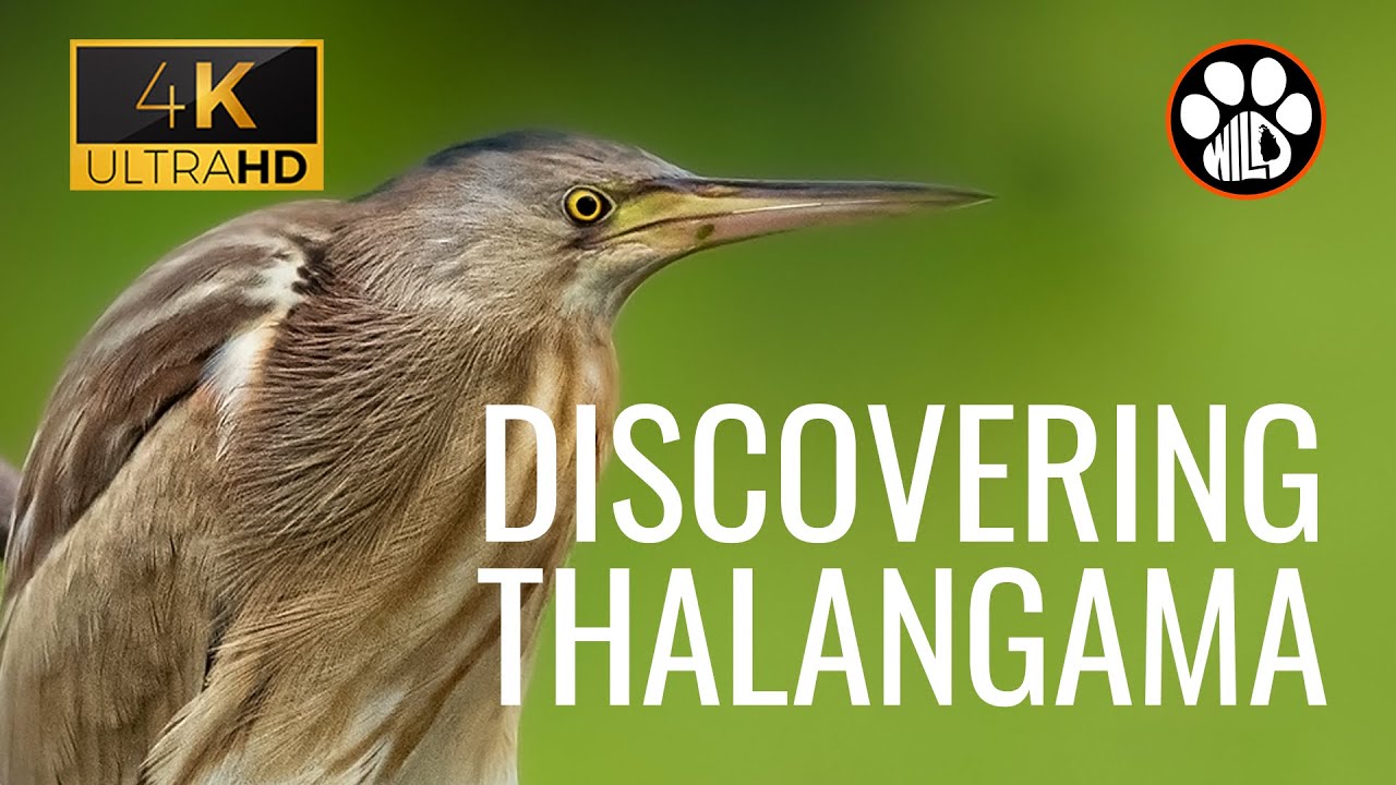 Bird photography in the capital of Colombo | Discovering Thalangama Lake | Wild Mate #birding#viral