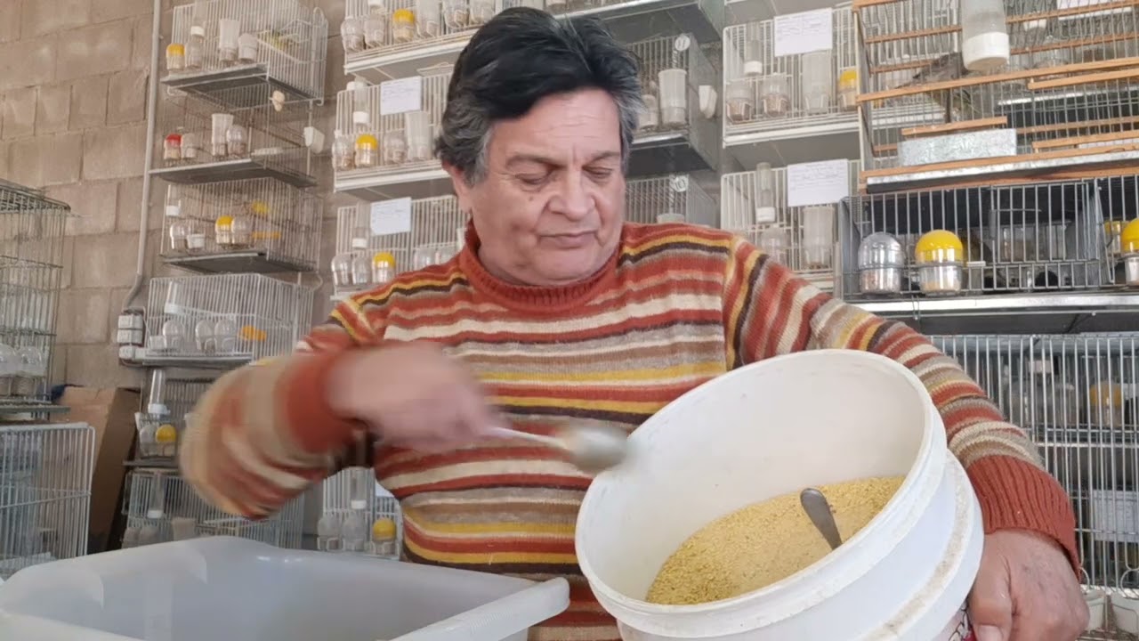 Pasta de Cria para Canarios