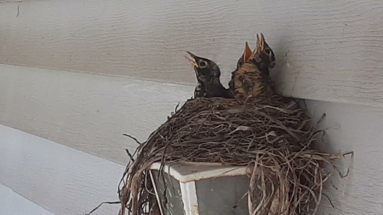 robin feeding babies