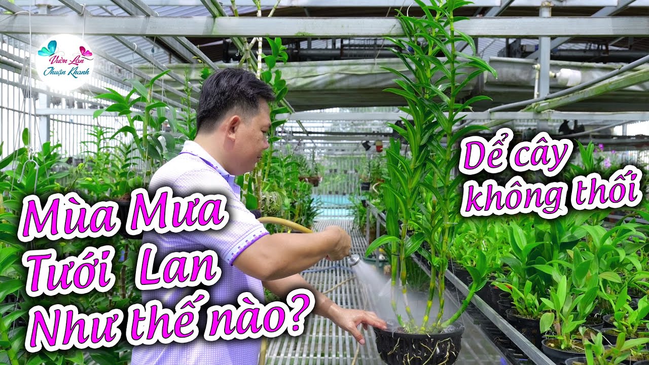 MÙA MƯA TƯỚI LAN NHƯ THẾ NÀO ĐỂ CÂY PHÁT TRIỂN TỐT NHIỀU HOA