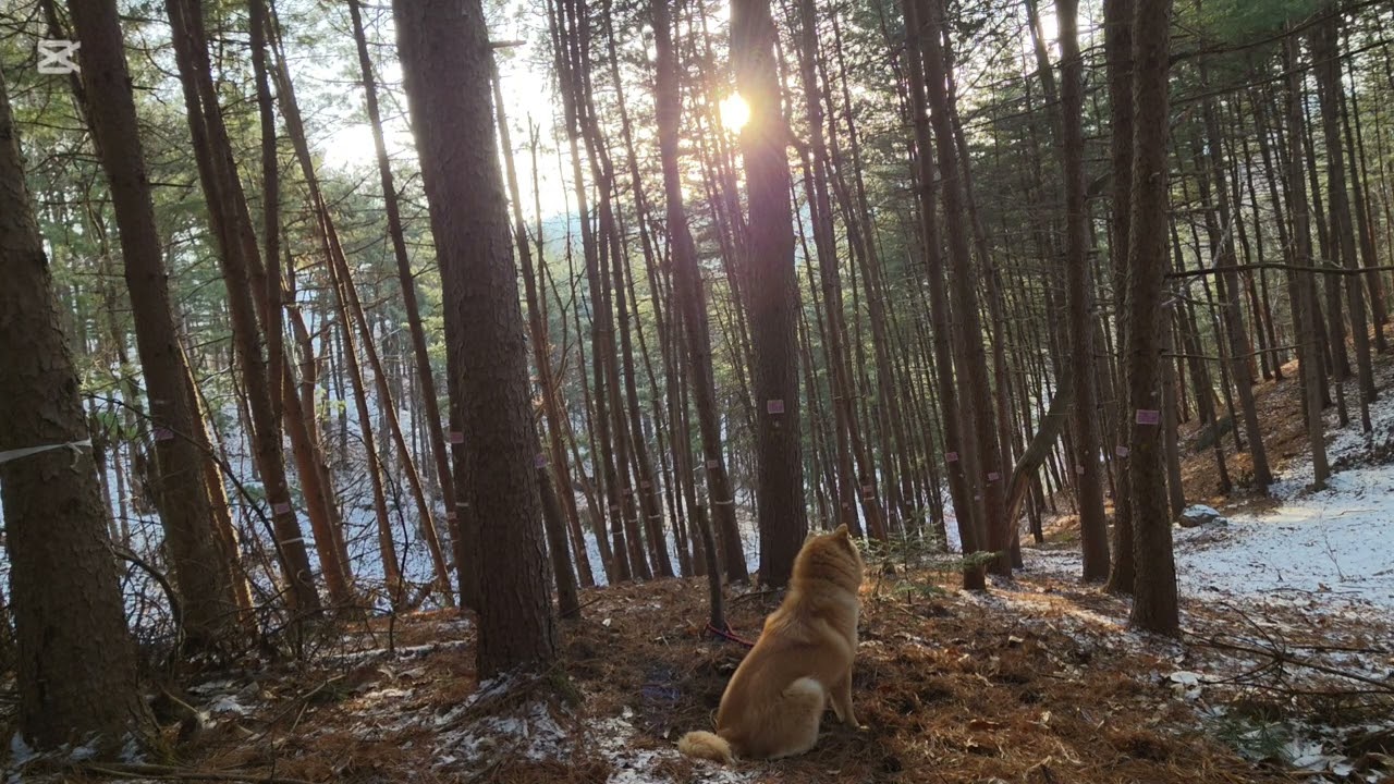 숲속에서 강아지와 함께하는 힐링 산책 🌿🐶강아지와 걷는 조용한 숲길 | 자연 힐링 영상숲속 강아지 산책 멍 때리기 영상말 없는 숲 강아지와의 평온한 시간 숲속에서 강아지와 쉬어가기