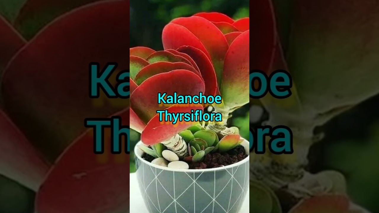 Best kalanchoe varieties