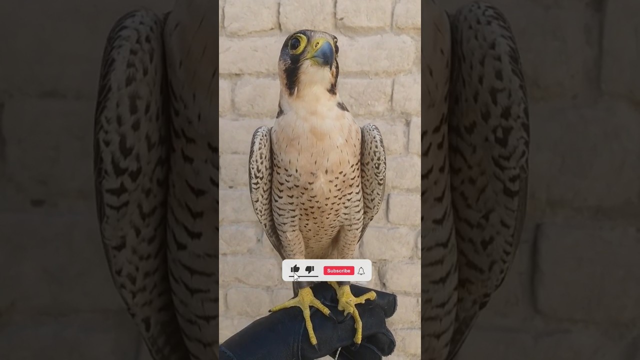 New shaheen falcon||high speed missile|the wildlife #youtubeshorts #viral #falcon