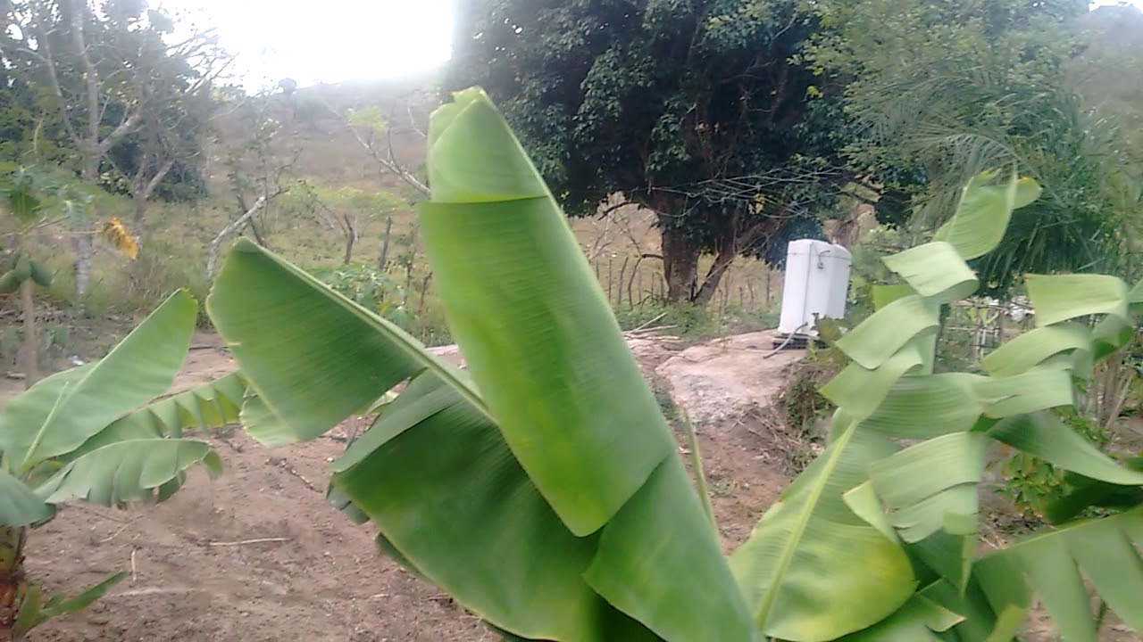 O meu pé de banana anão soltando o primeiro cacho