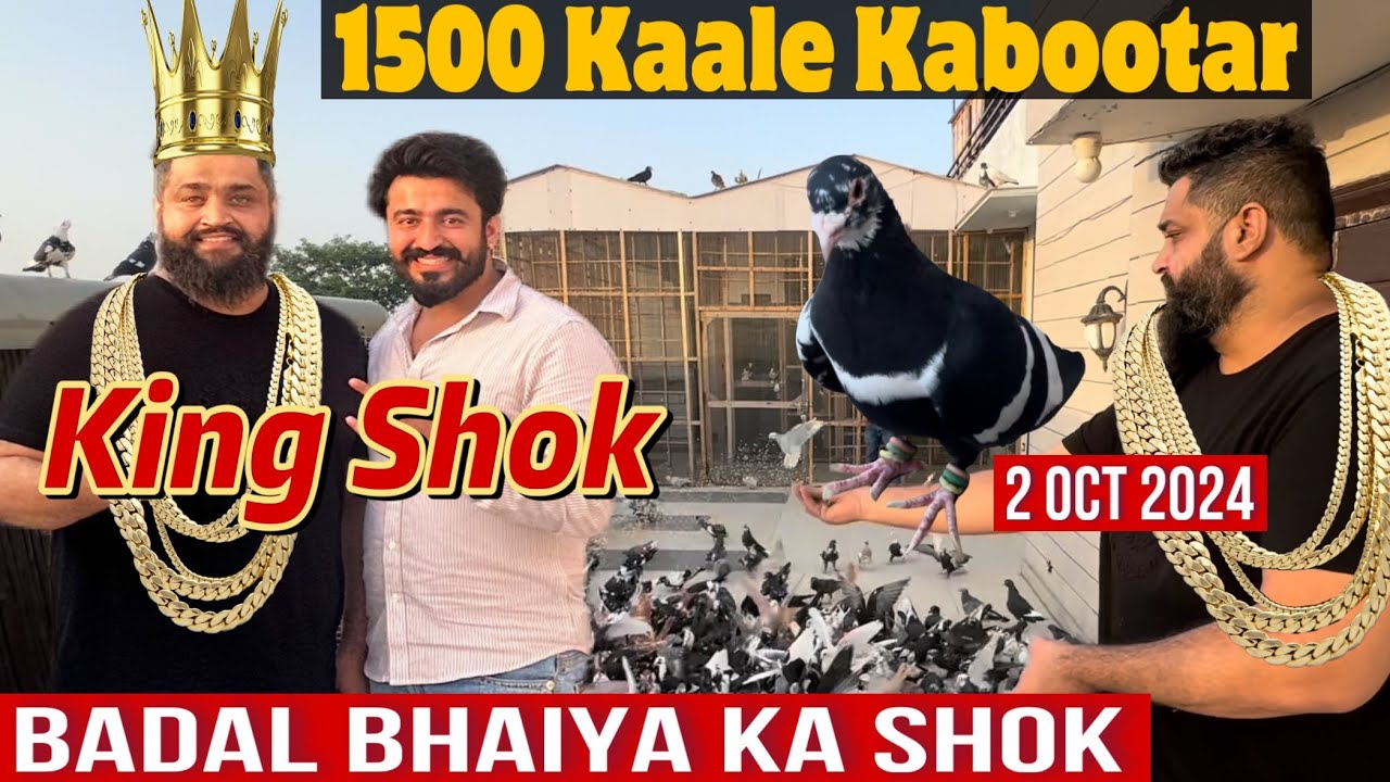 😍1500 kabutar😍Kabutarbaazi ke Super Star “Badal Bhai” ke 1500 Bane hue Kaale Kabutaro Ka Tagda Shok