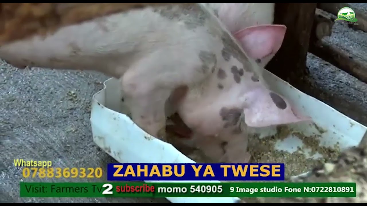 INGURUBE ZAMUGEJEJE AHO NAWE ATAKEKAGA ABAYINENA NI ABATAYIZI