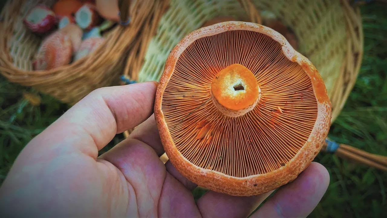 We Found Fields of Red Gold! Huge Wild Chanterelle & Fly Agaric Mushroom Haul!