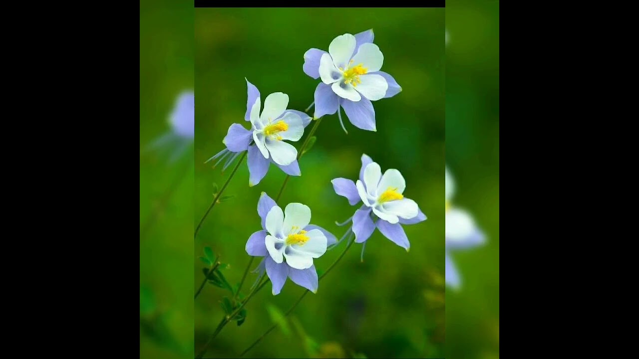 nkauj kho siab