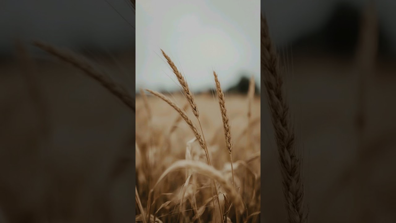 הַנִּיגּוּן שֶׁל הַלֵּב