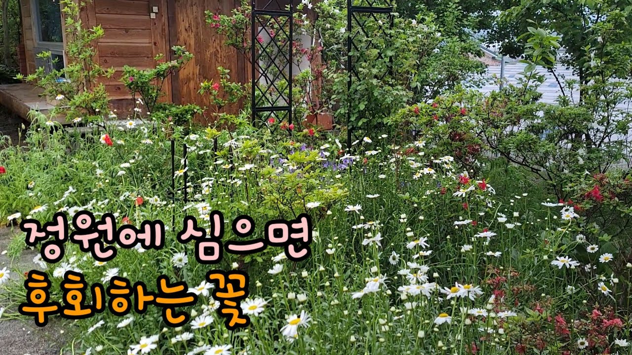 정원에 심으면 후회하는 꽃, 구절초 삽목했어요